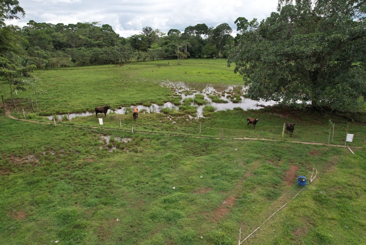 Finca Lechera en Costa Rica